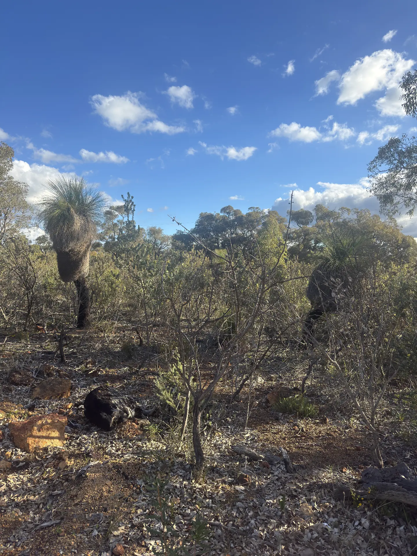 Australian bushland with grass trees under a blue sky